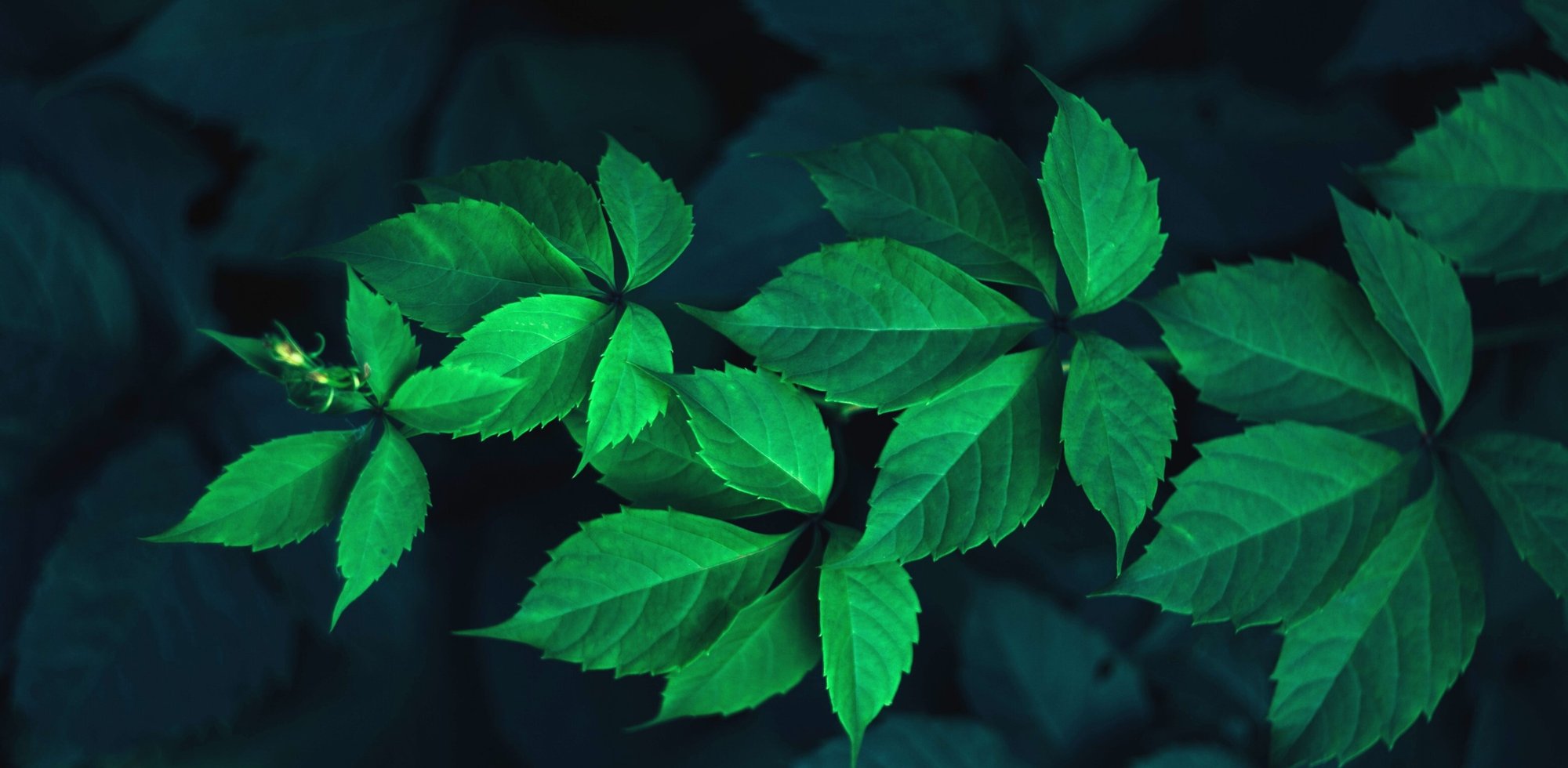 botanicals_header_landing